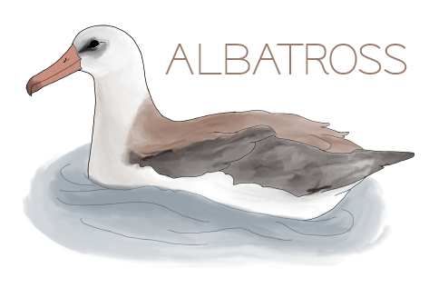 albatross.png